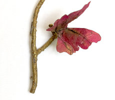 Butterfly Brooch